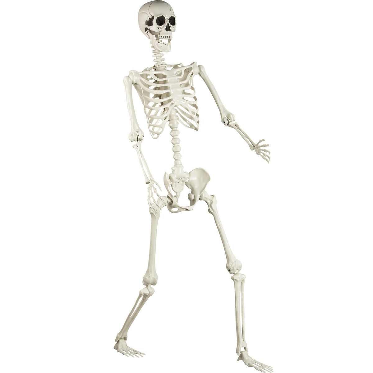 5.4 ft Posable Life Size Skeleton with Movable Joints C8105
