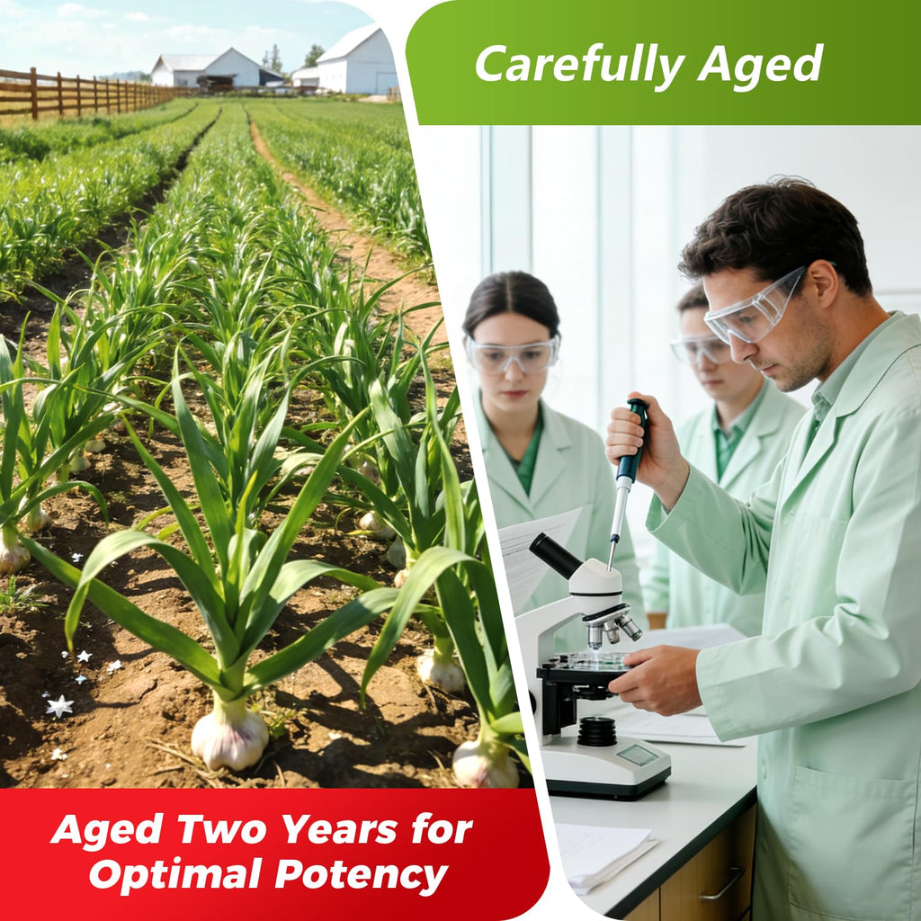 Odorless Aged Garlic Extract 12,000 mg 240 Veg Caps V198715